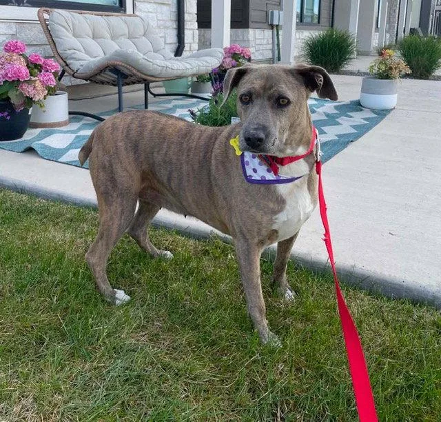 An adult medium-sized female Mixed Breed dog named Mo Mia for adoption in Salt Lake City, UT