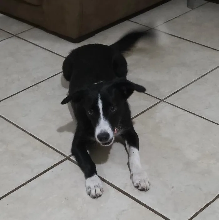 A young small-sized male Border Collie dog named Miller for adoption in Albion, NY