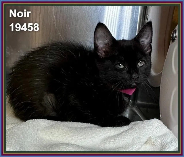 A baby medium-sized female Black Domestic Short Hair cat named Noir for adoption in Marietta, GA