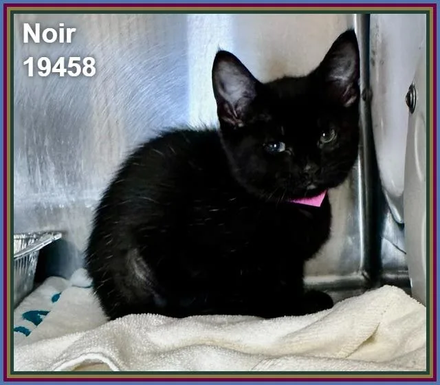 Noir thumbnail 2