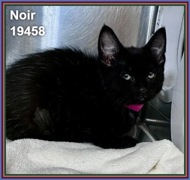 Noir thumbnail 3