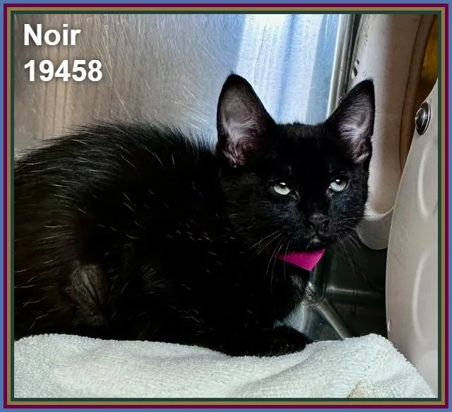 Noir thumbnail 4