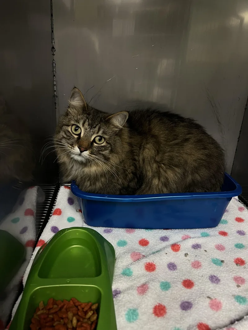 An adult medium-sized male Tabby (Brown / Chocolate) Domestic Short Hair cat named Jojo for adoption in Sparta, NC