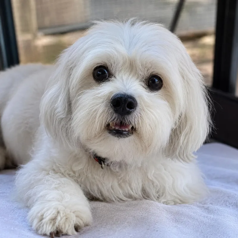 An adult small-sized male White / Cream Shih poo dog named Datoa for adoption in Van Nuys, CA