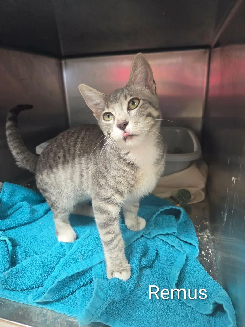 A young medium-sized male Tabby (Gray / Blue / Silver) Domestic Short Hair cat named Remus for adoption in Justin, TX