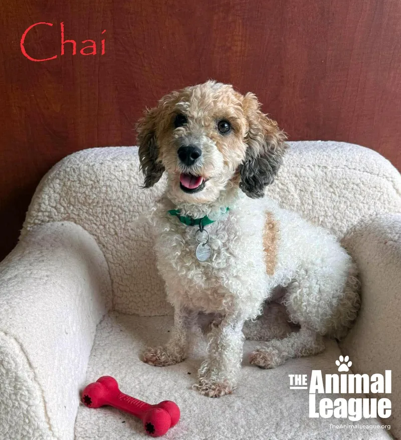 An adult small-sized female Apricot / Beige Miniature Poodle dog named Chai for adoption in Groveland, FL