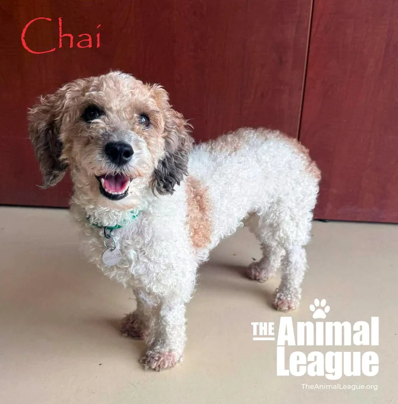 Chai thumbnail 2
