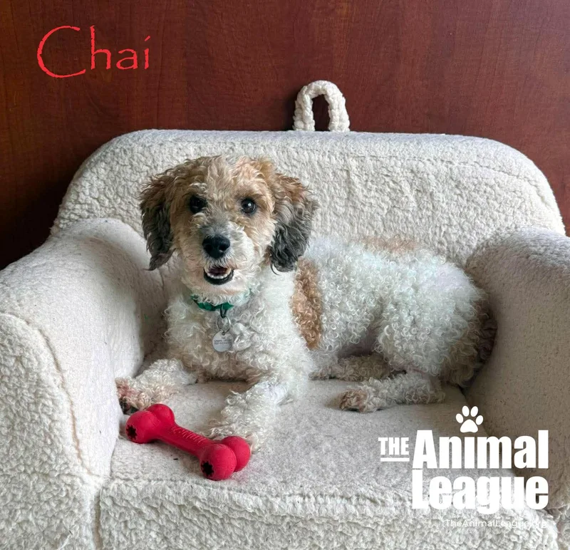Chai thumbnail 5