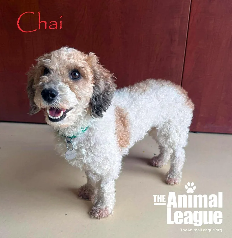 Chai thumbnail 6