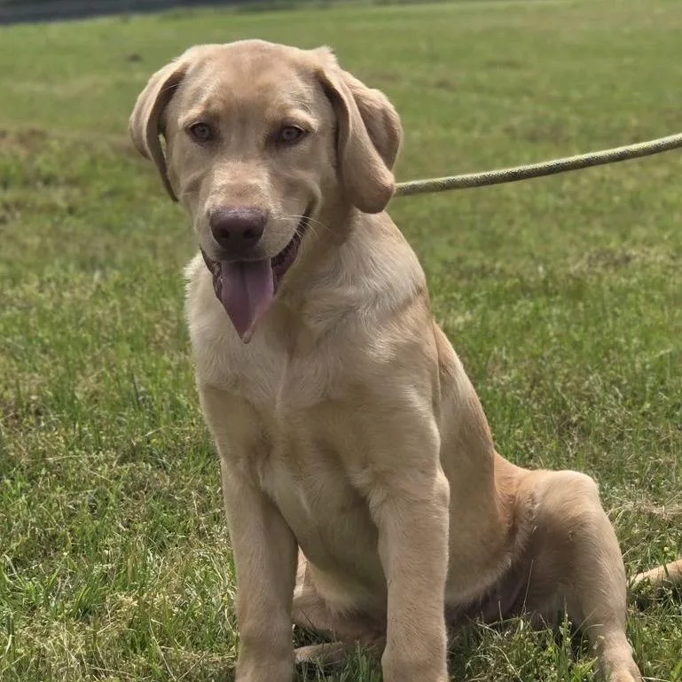 A young large-sized male Yellow / Tan / Blond / Fawn Labrador Retriever dog named Fred for adoption in Hattiesburg, MS