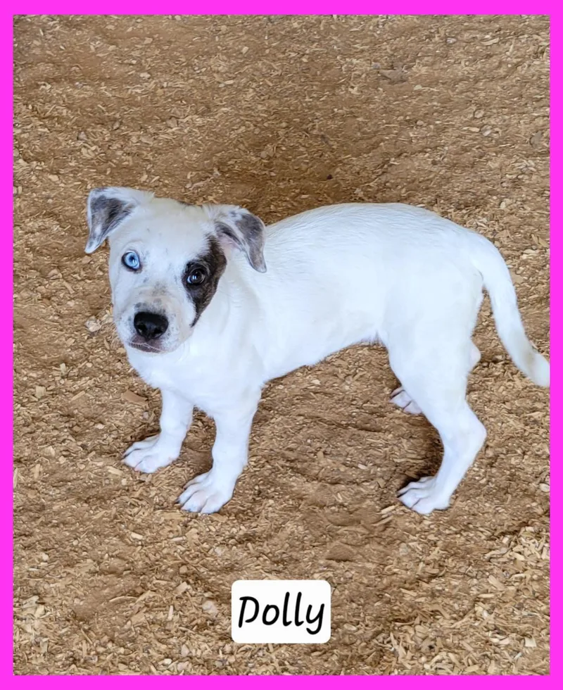 A baby medium-sized female Catahoula Leopard Dog dog named Dolly for adoption in Granbury, TX
