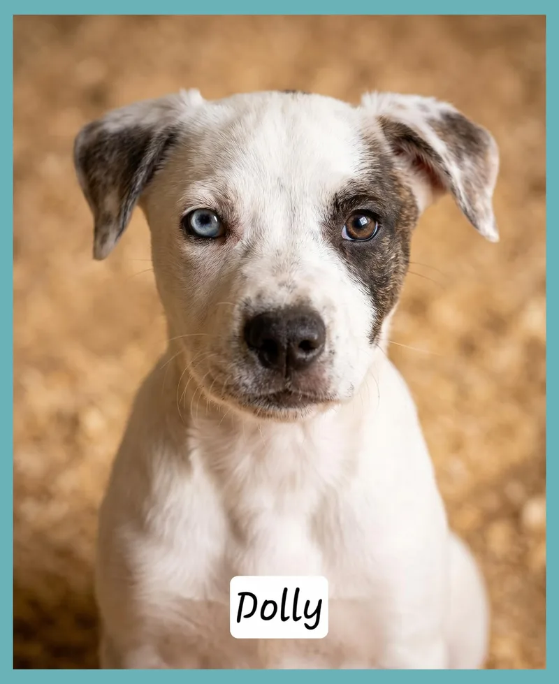 Dolly thumbnail 2