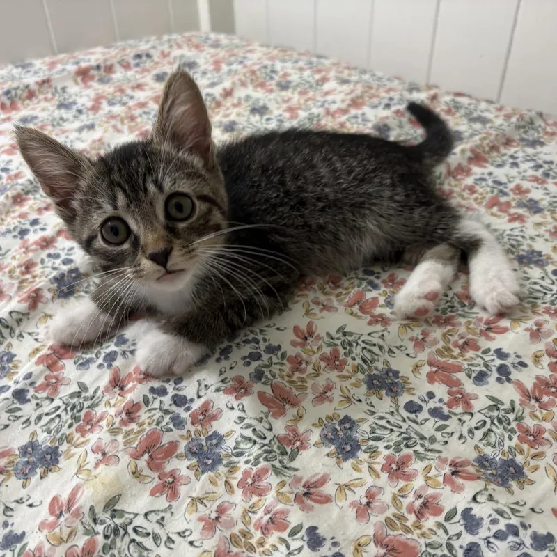 A baby small-sized female Brown / Chocolate Domestic Short Hair cat named Abbie @ Petco for adoption in Carmel, IN