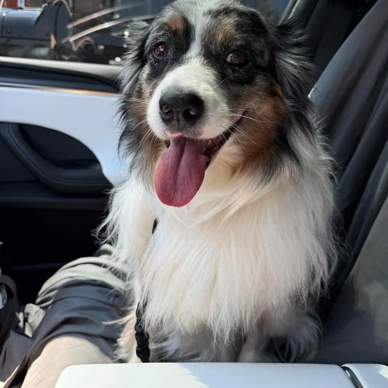 An adult medium-sized female Australian Shepherd dog named Lottie for adoption in Minooka, IL