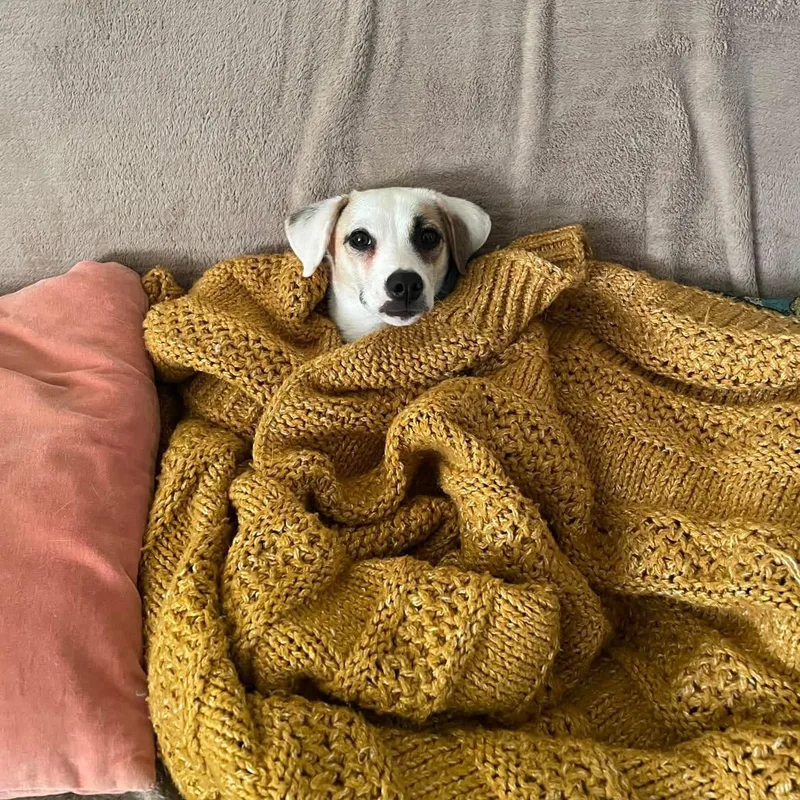A baby small-sized male White / Cream Jack Russell Terrier dog named Winston for adoption in Van Nuys, CA