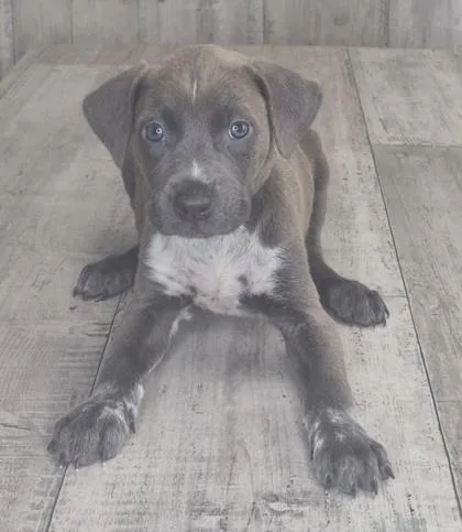 An adult small-sized male Mixed Breed dog named Waffles for adoption in Shreveport, LA