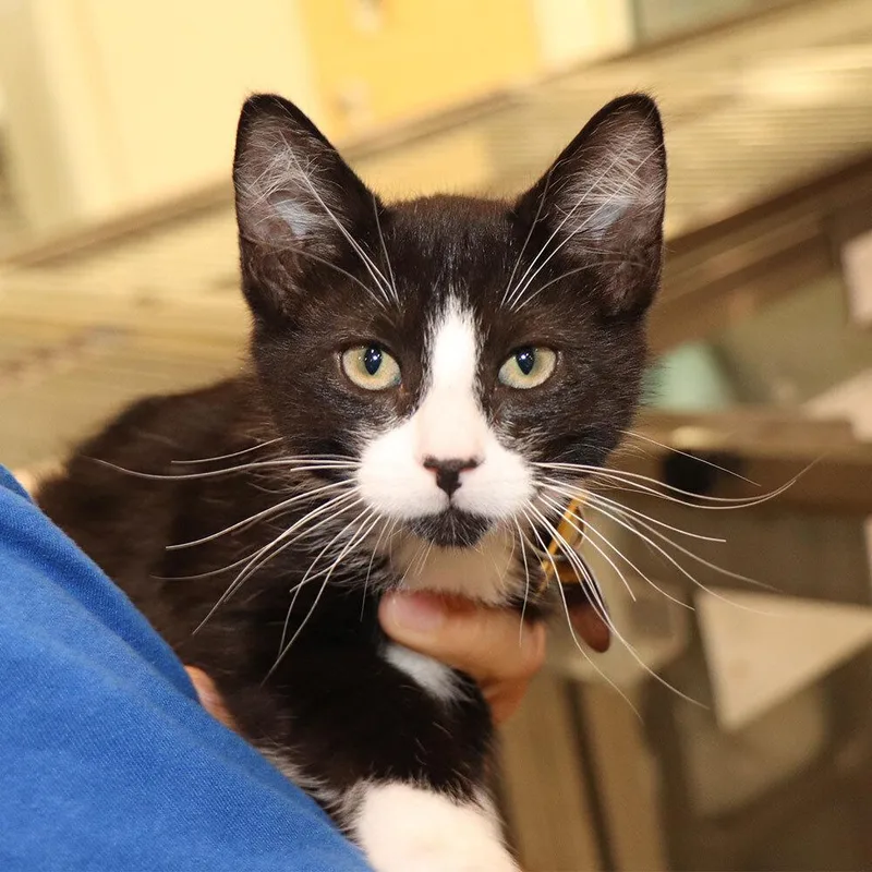 A baby small-sized male Domestic Short Hair cat named Vincent for adoption in Port Washington, NY