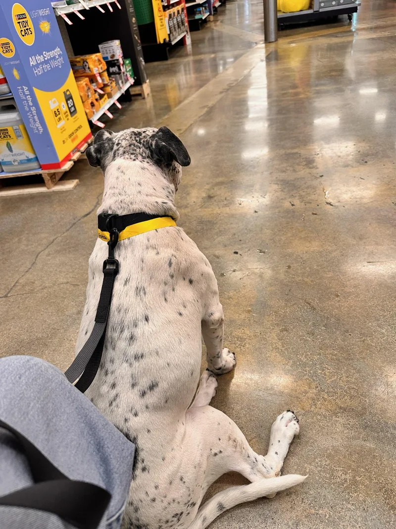 An adult medium-sized male White / Cream American Staffordshire Terrier dog named Freckles for adoption in Frazier Park, CA