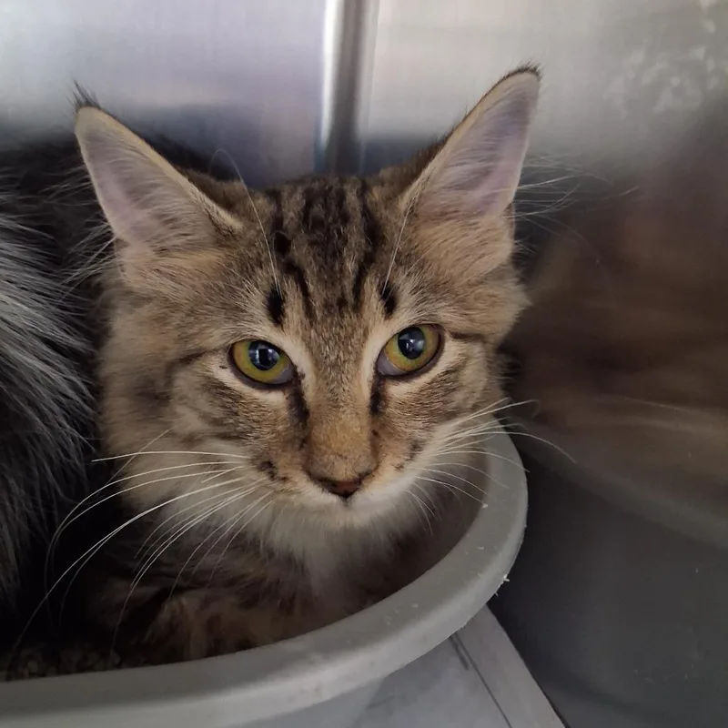 A baby small-sized female Domestic Medium Hair cat named Scribble for adoption in Auburn, AL