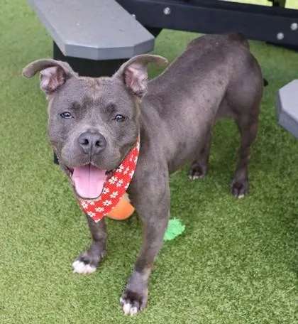 An adult medium-sized female Mixed Breed dog named Prissy for adoption in Athens, GA