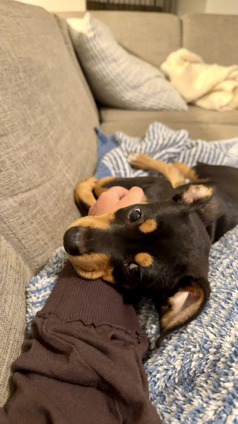 Biscotti thumbnail 2