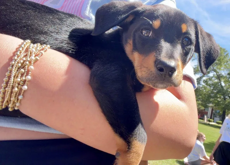 Biscotti thumbnail 3