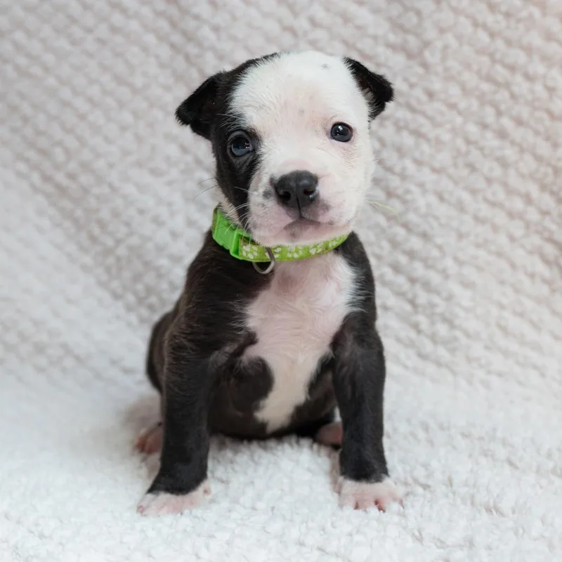 A baby small-sized male Black Labrador Retriever dog named Sir for adoption in Fulton, MO