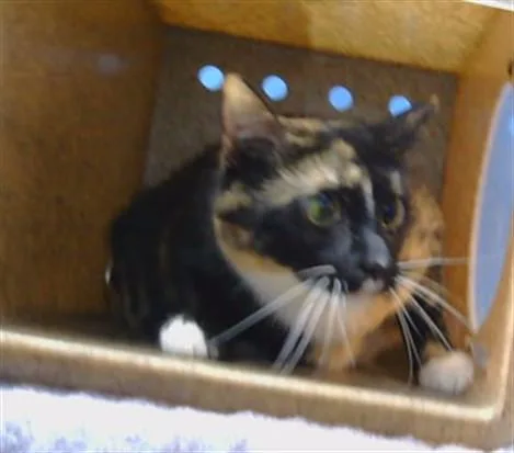 An adult medium-sized female Domestic Short Hair cat named Venes for adoption in Gardena, CA