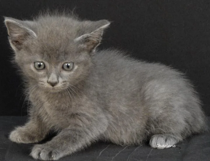 A baby medium-sized male Gray / Blue / Silver Domestic Short Hair cat named Baymax for adoption in Newland, NC