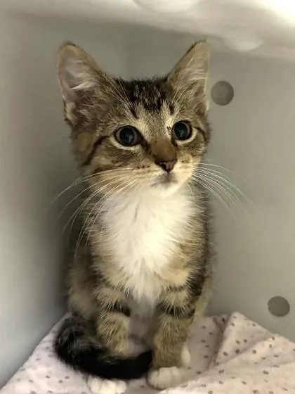 A baby small-sized male Domestic Medium Hair cat named Dewey for adoption in Mason, MI