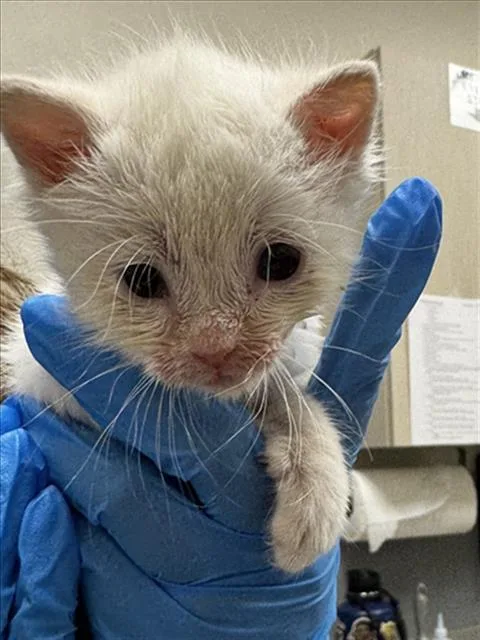 A baby small-sized male Domestic Short Hair cat named Bonbon for adoption in Las Vegas, NV