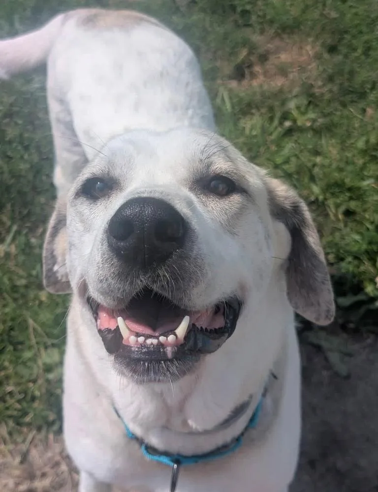 An adult large-sized female Great Pyrenees dog named Marlene for adoption in Cheektowaga, NY