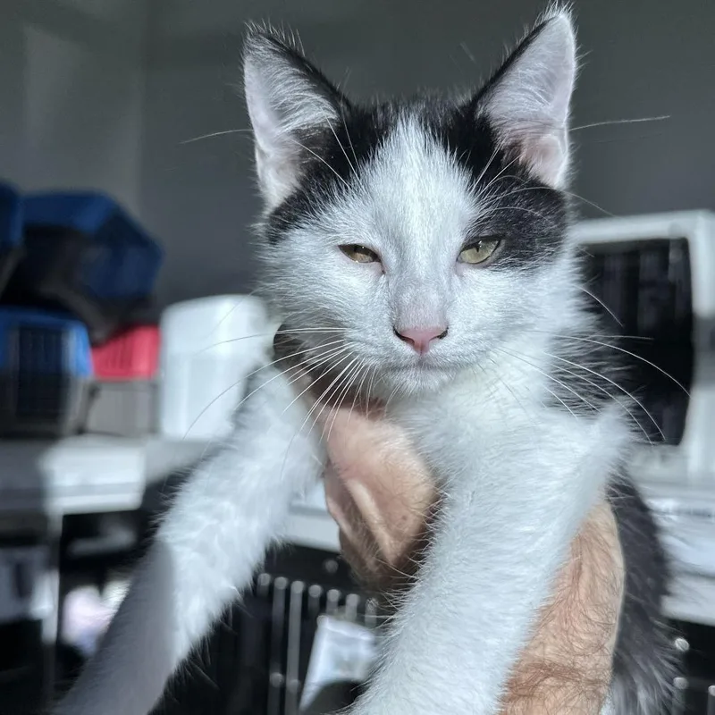 A baby small-sized male Black Domestic Short Hair cat named Yuno for adoption in Matteson, IL