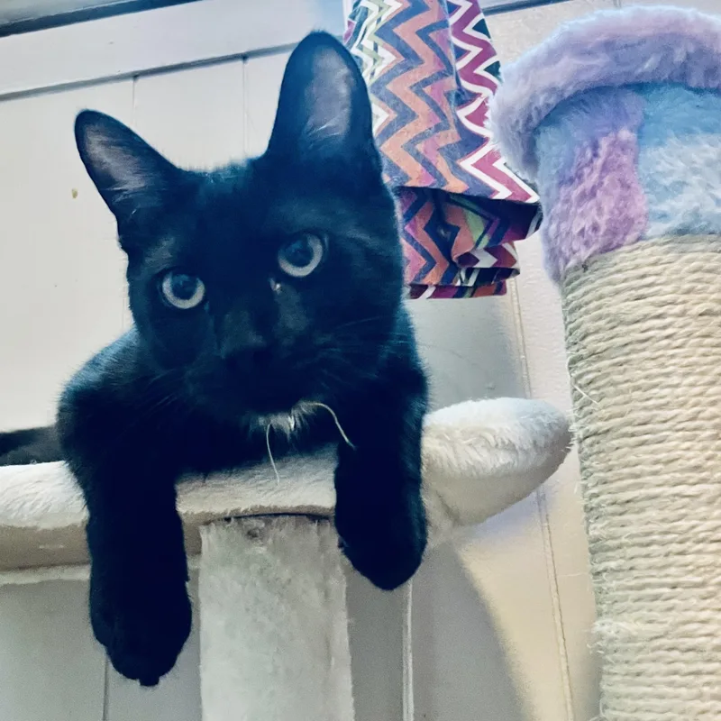 A young medium-sized female Black Domestic Short Hair cat named Nyla for adoption in Woodbridge, VA