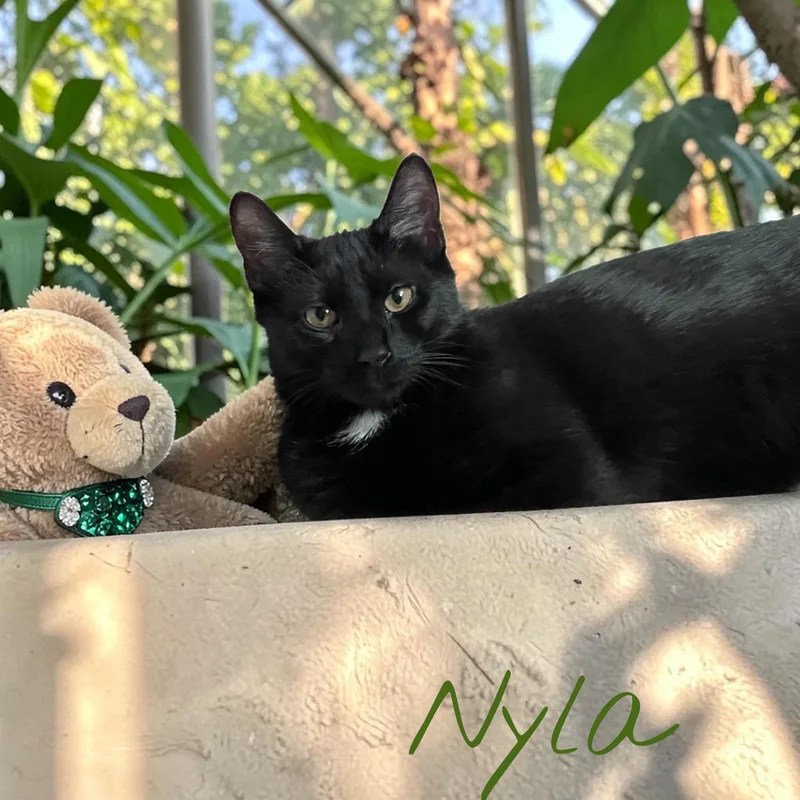 Nyla thumbnail 2