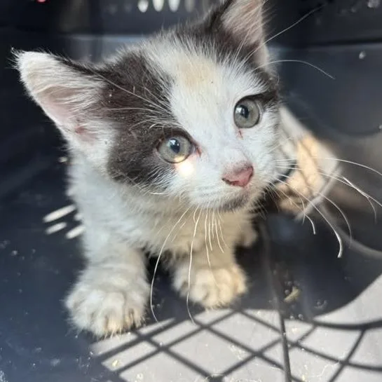 A baby small-sized female White Domestic Short Hair cat named Slushie for adoption in Mooresville, NC