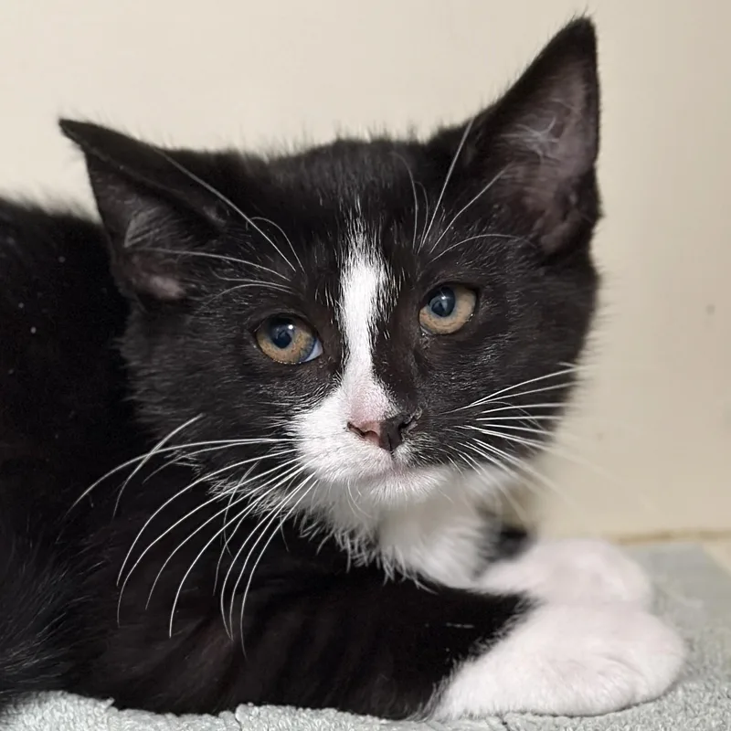 A baby medium-sized female Black & White / Tuxedo Domestic Short Hair cat named Eclipse for adoption in Victor, NY