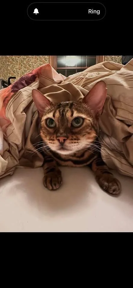 Ophelia  In thumbnail 2