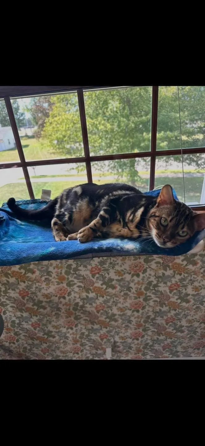 Ophelia  In thumbnail 3