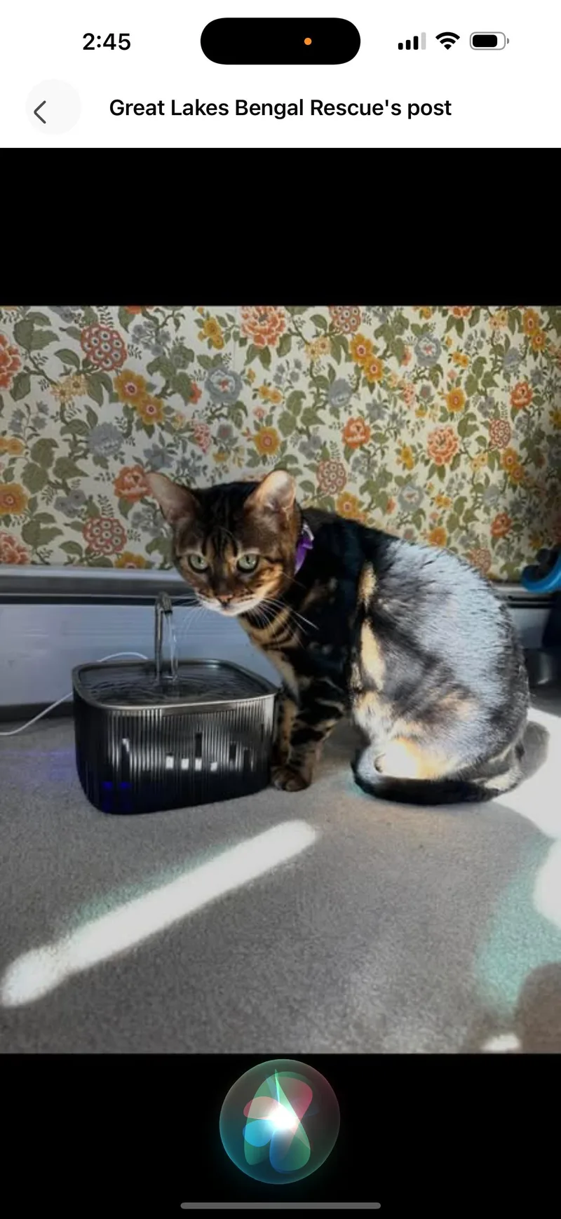 Ophelia  In thumbnail 4