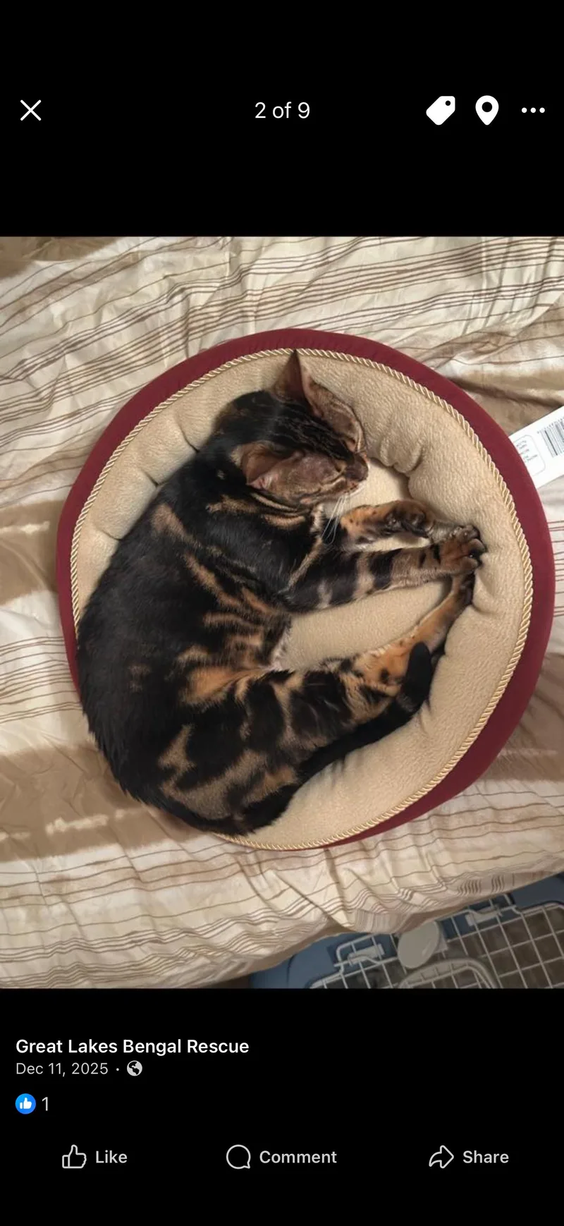 Ophelia  In thumbnail 5