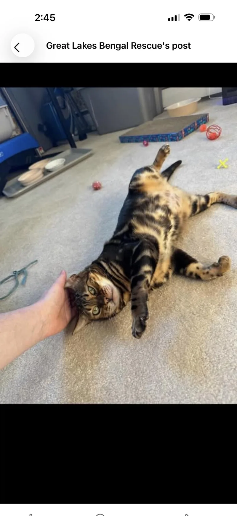 Ophelia  In thumbnail 6