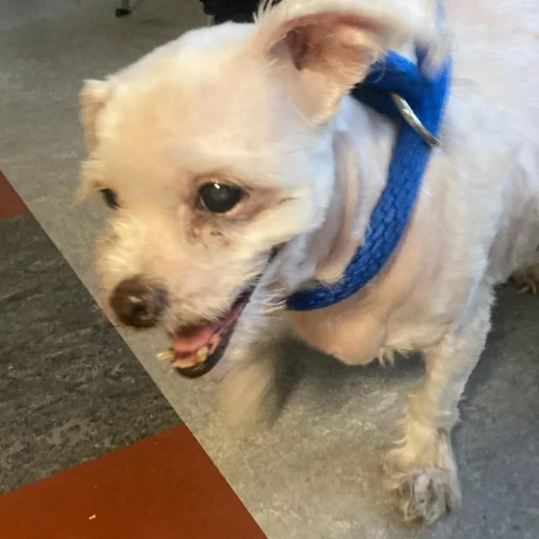 A senior small-sized female White / Cream Mixed Breed dog named Chloe for adoption in Philadelphia, PA