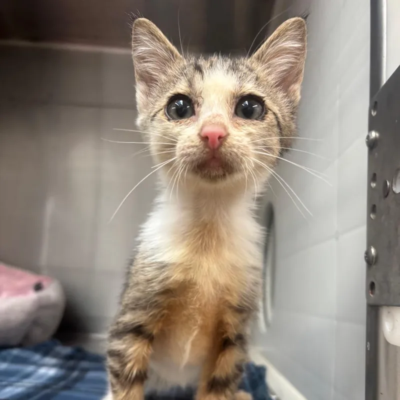 A baby small-sized male Gray / Blue / Silver Domestic Short Hair cat named Daren for adoption in Corpus Christi, TX