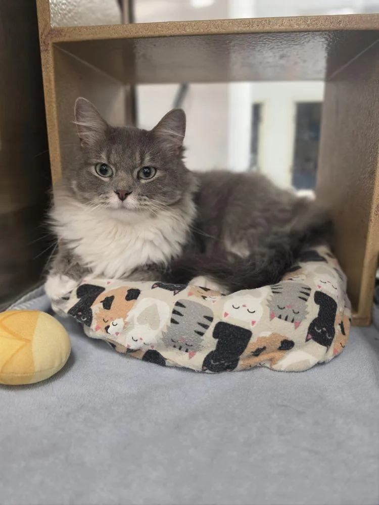 An adult medium-sized female Gray & White Domestic Long Hair cat named Gracie    for adoption in Metamora, IL