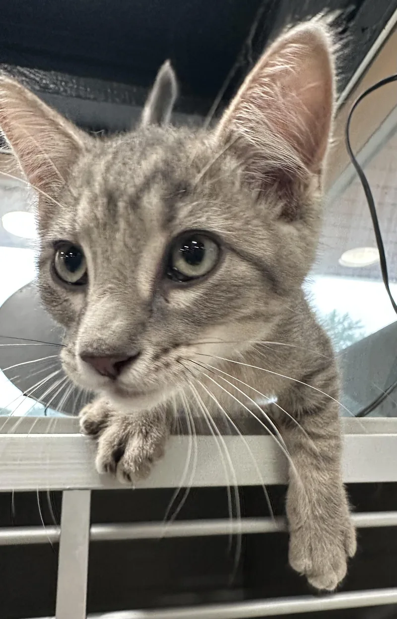 A young small-sized male Tabby (Gray / Blue / Silver) Domestic Short Hair cat named August for adoption in Webster City, IA