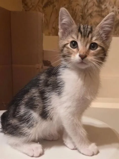 A baby small-sized female Domestic Short Hair cat named Brittany for adoption in Modesto, CA