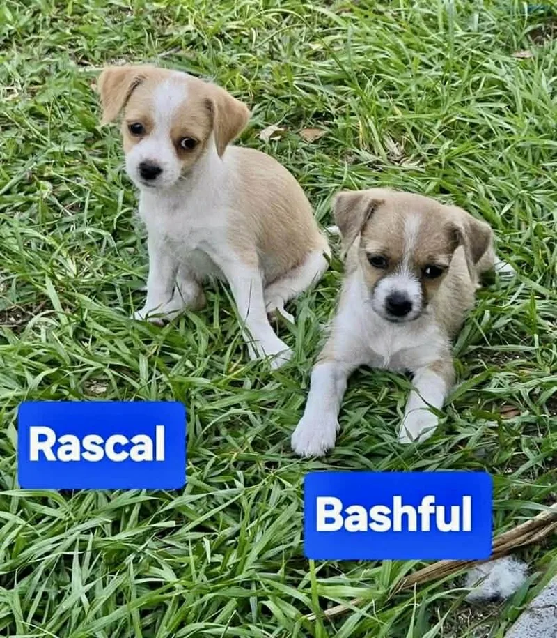 A baby small-sized male Terrier dog named Rascal & Bashful for adoption in New Smyrna Beach, FL
