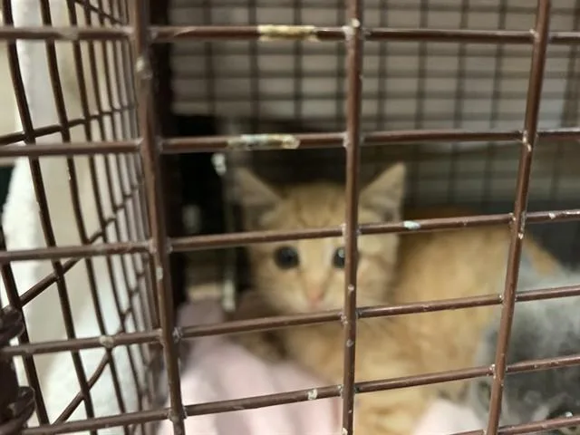 A baby small-sized female Domestic Short Hair cat named Flamingo for adoption in San Jose, CA