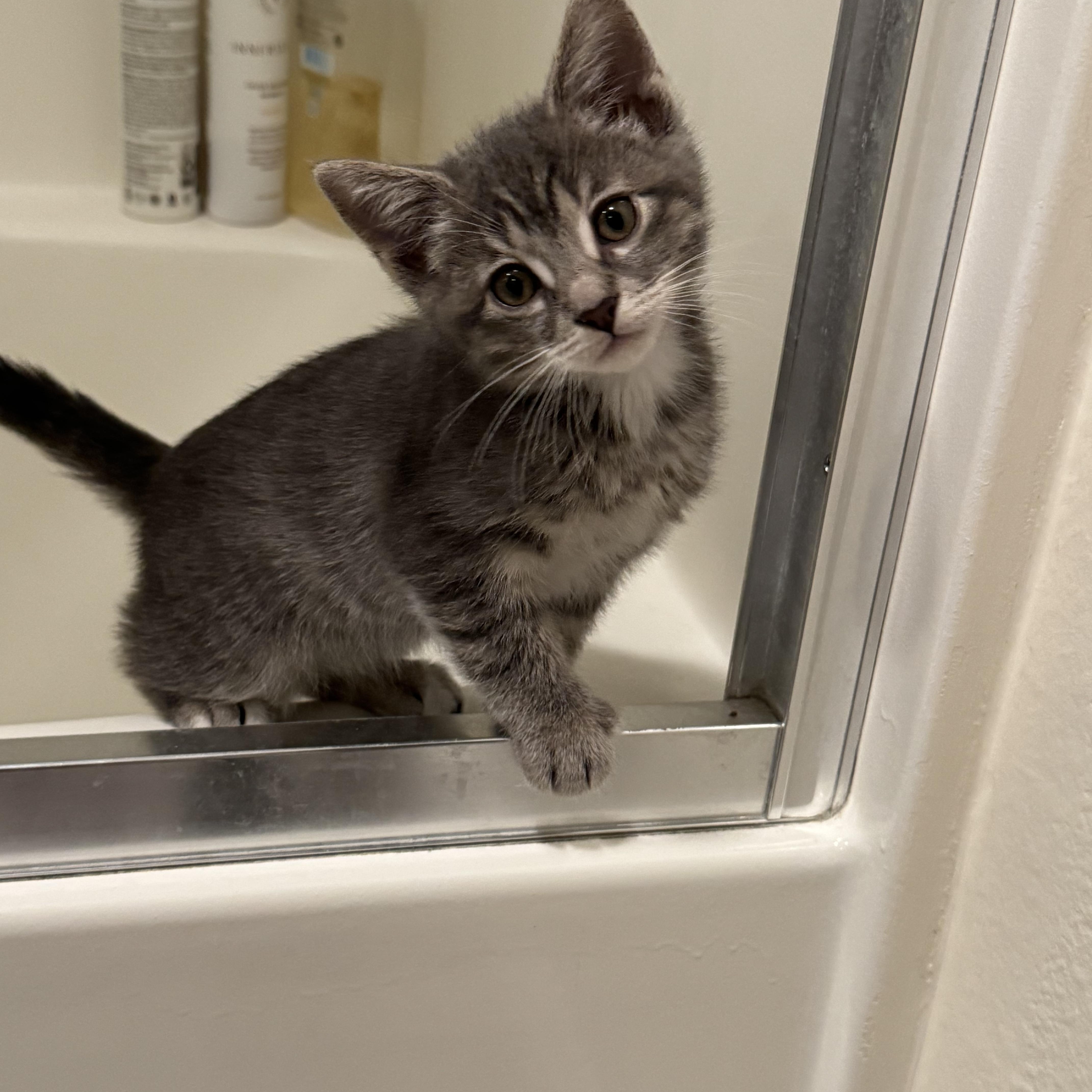 A baby medium-sized female Tabby (Gray / Blue / Silver) Tabby cat named Hermione for adoption in San Juan Capistrano, CA